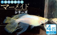 角田市産めだか（マーメイドシリーズ）　2ペア
