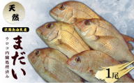 天然 まだい 1尾 ウロコ内臓処理済み 淡路島 由良産 真鯛 鯛 お頭 刺身 冷蔵配送 兵庫県 洲本市 [№5395-0158]