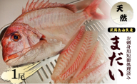 天然 まだい 1尾 お刺身用 短冊処理済み 淡路島 由良産 人数の目安：3～4人前 真鯛 鯛 刺身 冷蔵配送 兵庫県 洲本市 [№5395-0159]