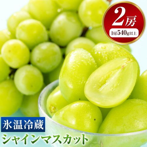 【発送先行予約】岡山県産 冷蔵 シャインマスカット 2房 (540g以上) 有限会社ホーティカルチャー神島《11月下旬-12月上旬頃出荷》岡山県 浅口市 マスカット ぶどう 葡萄 氷温冷蔵 果物 フルーツ【配送不可地域あり】 2563811 - 岡山県浅口市