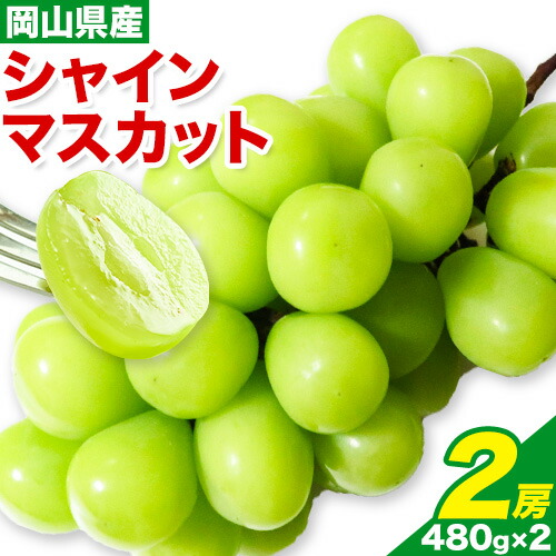 【先行予約】シャインマスカット 2房 480g × 2 有限会社ホーティカルチャー神島《7月中旬-8月上旬頃出荷》岡山県 浅口市 ぶどう マスカット フルーツ 旬 果物 国産 岡山県産 送料無料 冷蔵【配送不可地域あり】 2563812 - 岡山県浅口市
