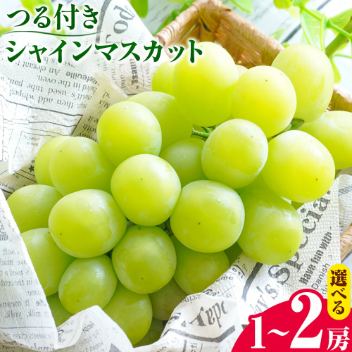 【先行予約】岡山県産 選べる つる付き シャインマスカット 1房 (680g以上) 2房 (580g以上) 有限会社ホーティカルチャー神島《選択する栽培方法で出荷時期が異なります》岡山県 浅口市 マスカット ぶどう 葡萄 果物【配送不可地域あり】 2563814 - 岡山県浅口市