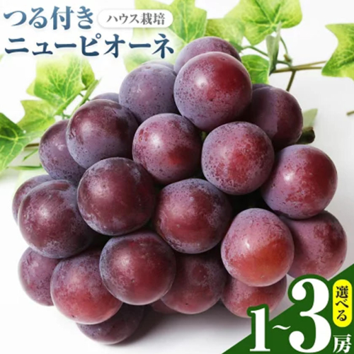 【先行予約】岡山県産 選べる つる付きニューピオーネ 2房 540g以上 3房 540g以上 1房 680g以上 有限会社ホーティカルチャー神島《2026年7月中旬-8月中旬頃出荷》岡山県 浅口市 葡萄 果物【配送不可地域あり】
 2563818 - 岡山県浅口市