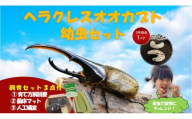 【虹色Farm】ヘラクレスオオカブト 幼虫2匹(ペア)飼育キット3点付(育て方解説書・菌床マット・人工蛹室)｜京都 オオカブト 人気［ カブトムシ ヘラクレスオオカブト 成虫 オス メス 人気 おすすめ 自由研究 夏休み 体験 自然 虫 お取り寄せ 通販 送料無料 ふるさと納税 ］