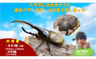 【虹色Farm】ヘラクレスオオカブト 成虫ペア(オス・メス各1匹)｜京都 オオカブト 人気［ カブトムシ ヘラクレスオオカブト 成虫 オス メス  人気 おすすめ 自由研究 夏休み 体験 自然 虫 お取り寄せ 通販 送料無料 ふるさと納税 ］