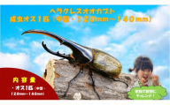 【虹色Farm】ヘラクレスオオカブト 成虫オス1匹(中型・120mm～140mm)｜京都 オオカブト 人気［ カブトムシ ヘラクレスオオカブト 成虫 オス 人気 おすすめ 自由研究 夏休み 体験 自然 虫 お取り寄せ 通販 送料無料 ふるさと納税 ］