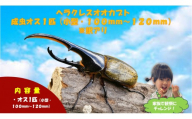 【虹色Farm】ヘラクレスオオカブト 成虫オス1匹(小型・100mm～120mm)訳アリ｜京都オオカブト 人気［ カブトムシ ヘラクレスオオカブト 成虫 オス 訳アリ 人気 おすすめ 自由研究 夏休み 体験 自然 虫 お取り寄せ 通販 送料無料 ふるさと納税 ］