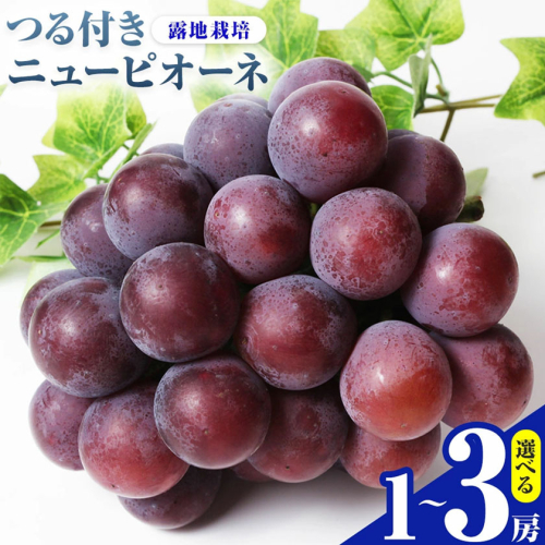【先行予約】岡山県産 選べる つる付きニューピオーネ 2房 580g以上 3房 580g以上 1房 680g以上 露地栽培 有限会社ホーティカルチャー神島《2026年9月中旬-10月中旬頃出荷》岡山県 浅口市 葡萄 果物【配送不可地域あり】
 2563844 - 岡山県浅口市