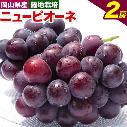 【先行予約】ニューピオーネ 2房 480g以上 露地栽培 有限会社ホーティカルチャー神島《2026年9月中旬-10月中旬頃出荷》岡山県 浅口市 ぶどう ピオーネ フルーツ 旬 果物 国産 岡山県産 送料無料 冷蔵【配送不可地域あり】
 2563848 - 岡山県浅口市