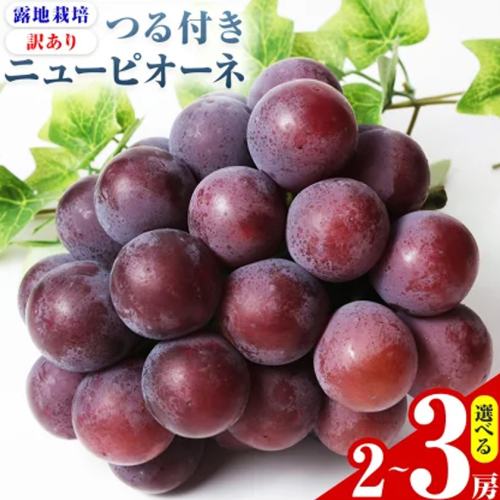 【先行予約】岡山県産 選べる 訳ありつる付きニューピオーネ 2房 530g以上 3房 530g以上 露地栽培 有限会社ホーティカルチャー神島《2026年9月中旬-10月中旬頃出荷》岡山県 浅口市 葡萄 果物【配送不可地域あり】
 2563849 - 岡山県浅口市