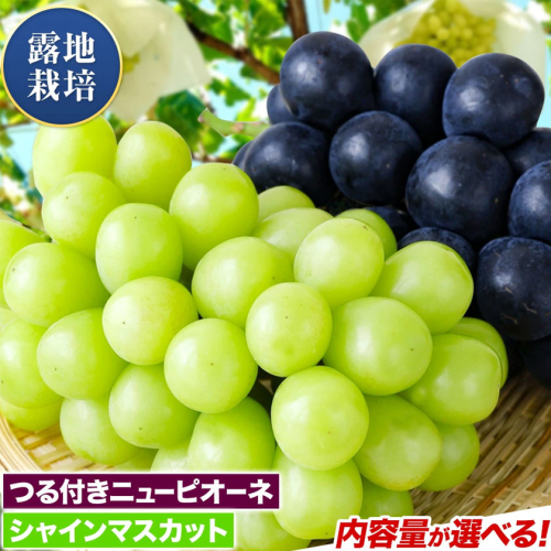 【先行予約】 岡山県産 つる付き ニューピオーネ & シャインマスカット 晴王 セット 露地栽培 内容量が選べる 有限会社ホーティカルチャー神島《9月上旬-10月中旬頃出荷》岡山県 浅口市 ぶどう 詰め合わせ【配送不可地域あり】 2563915 - 岡山県浅口市
