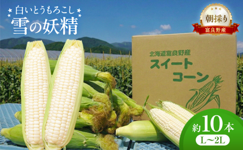 朝採り 白いとうもろこし 「雪の妖精」 秀品 北海道富良野産 L～2L 約10本 [ とうもろこし とうきび コーン ホワイトコーン 野菜 北海道 富良野 ] 2565001 - 北海道富良野市