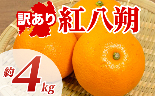 【先行予約】 【訳あり】 紅八朔 約4kg 八朔 はっさく ハッサク 柑橘 果物 くだもの フルーツ 熊本県 八代市 【2027年1月下旬より順次発送】 2565238 - 熊本県八代市