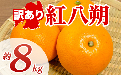 【先行予約】 【訳あり】 紅八朔 約8kg 八朔 はっさく ハッサク 柑橘 果物 くだもの フルーツ 熊本県 八代市 【2027年1月下旬より順次発送】 2565242 - 熊本県八代市