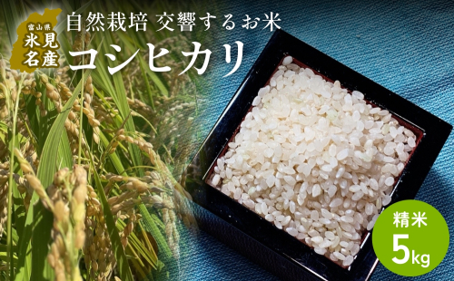 【交響するお米】［精米］自然栽培 コシヒカリ 5kg（富山県 氷見市 / 令和7年産） |   移住農家が里山から直送 米 白米 こしひかり 2566313 - 富山県氷見市