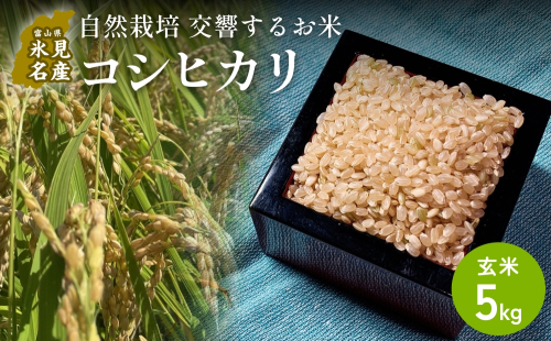 【交響するお米】［玄米］自然栽培 コシヒカリ 5kg（富山県 氷見市 / 令和7年産） |   移住農家が里山から直送 米 こしひかり 2566315 - 富山県氷見市