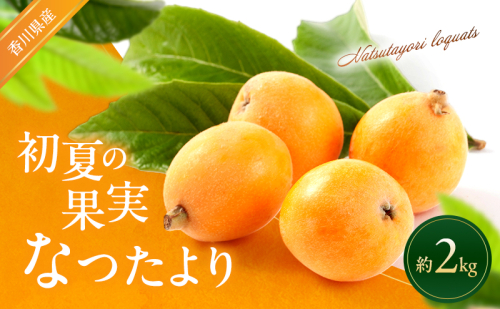 初夏の果実 なつたより (びわ) 2kg 枇杷 ビワ フルーツ 果物 くだもの 果実 旬の果物 旬のフルーツ 香川 香川県 東かがわ市 2566488 - 香川県東かがわ市