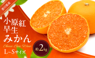 小原紅早生みかん 約2kg 早生 蜜柑 みかん ミカン 柑橘 フルーツ 果物 くだもの 果実 旬の果物 旬のフルーツ 香川 香川県 東かがわ市