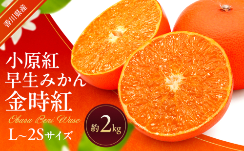 小原紅早生みかん (金時紅) 約2kg 早生 蜜柑 みかん ミカン 柑橘 フルーツ 果物 くだもの 果実 旬の果物 旬のフルーツ 香川 香川県 東かがわ市 2566493 - 香川県東かがわ市