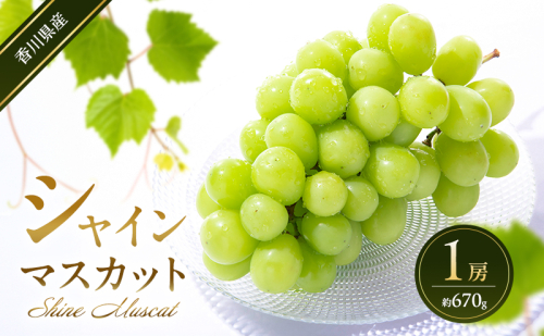 シャインマスカット 1房 (約670g)  葡萄 ぶどう ブドウ フルーツ 果物 くだもの 果実 旬の果物 旬のフルーツ 香川 香川県 東かがわ市 2566506 - 香川県東かがわ市