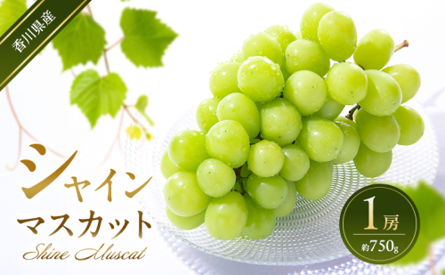 シャインマスカット 1房 (約750g)  葡萄 ぶどう ブドウ フルーツ 果物 くだもの 果実 旬の果物 旬のフルーツ 香川 香川県 東かがわ市 2566507 - 香川県東かがわ市