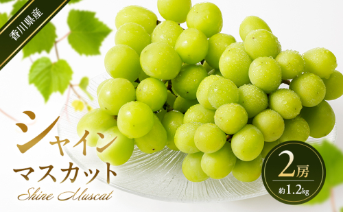 シャインマスカット 2房 (約1.2kg)  葡萄 ぶどう ブドウ フルーツ 果物 くだもの 果実 旬の果物 旬のフルーツ 香川 香川県 東かがわ市 2566508 - 香川県東かがわ市