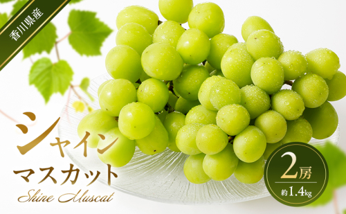 シャインマスカット 2房 (約1.4kg)  葡萄 ぶどう ブドウ フルーツ 果物 くだもの 果実 旬の果物 旬のフルーツ 香川 香川県 東かがわ市 2566509 - 香川県東かがわ市