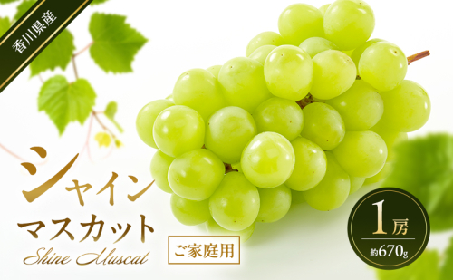 シャインマスカット 【ご家庭用】 1房(約670g) 葡萄 ぶどう ブドウ フルーツ 果物 くだもの 果実 旬の果物 旬のフルーツ 香川 香川県 東かがわ市 2566510 - 香川県東かがわ市