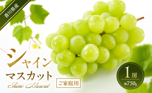 シャインマスカット 【ご家庭用】 1房(約750g) 葡萄 ぶどう ブドウ フルーツ 果物 くだもの 果実 旬の果物 旬のフルーツ 香川 香川県 東かがわ市 2566511 - 香川県東かがわ市