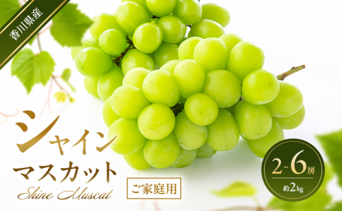 シャインマスカット 【ご家庭用】 2～6房(約2kg) 葡萄 ぶどう ブドウ フルーツ 果物 くだもの 果実 旬の果物 旬のフルーツ 香川 香川県 東かがわ市 2566513 - 香川県東かがわ市