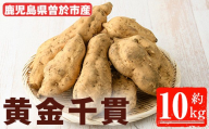 ＜先行予約受付中！2026年8月以降順次発送予定！＞鹿児島県曽於市産！新物 黄金千貫(10kg) 【瀬崎農園】 A606
