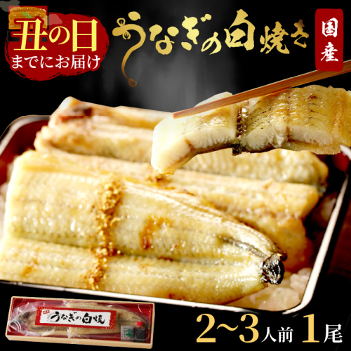 【土用の丑の日までに届く！】"新月の塩"使用　うなぎの塩焼き2～3人前(1尾) ふるさと納税 鰻  国産 ウナギ 塩焼き うな丼 うな重 惣菜 京都 ギフト 贈り物 お祝い 2567579 - 京都府京丹後市