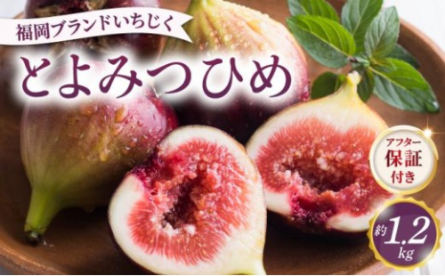 【先行予約】福岡県オリジナル品種 とよみつひめ 約1.2kg（2026年9月以降発送） 2571523 - 福岡県那珂川市