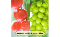 ＜発送月固定定期便＞2026年発送予定 長野の果物 さくらんぼ+シャインマスカット全2回【4081260】