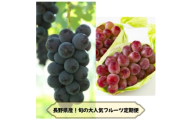 ＜発送月固定定期便＞長野の果物 ナガノパープル+クイーンルージュ全2回【4081267】
