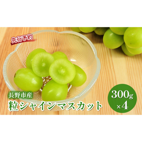 長野市産 シャインマスカット 粒パック ご家庭用 1.2kg（300g×4パック） 2572307 - 長野県長野市