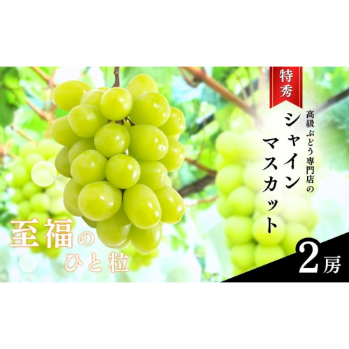 長野市産シャインマスカット【特秀】2房【2026年9月中旬以降出荷分】（タマファーム） 2572308 - 長野県長野市