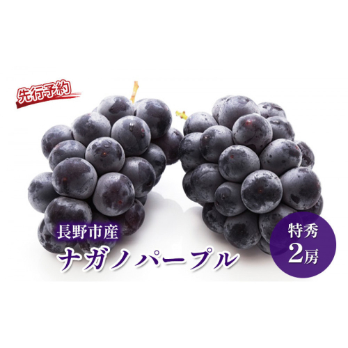 長野市産 ナガノパープル 特秀 2房【2026年9月以降出荷分】（タマファーム） 2572309 - 長野県長野市