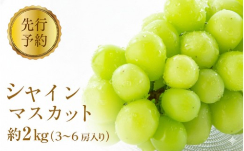 2026年産ぶどう  シャインマスカット 約2kg 3～6房入り 葡萄 ブドウ フルーツ 果物 シャイン マスカット デザート おやつ 信州 2026年秋発送 2572337 - 長野県長野市