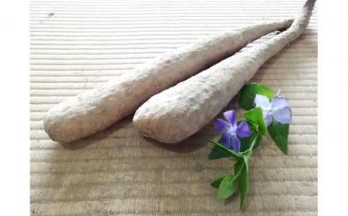 長野市ながいも 5kg (2026年11月下旬頃出荷分）高野農園 2572351 - 長野県長野市