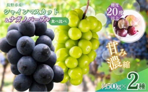 ぶどう  シャインマスカット ＆ ナガノパープル 2種類 詰め合わせ 葡萄 ブドウ 果物 フルーツ シャイン マスカット デザート おやつ 信州 セット お楽しみ 食べ比べ 2026年秋発送 2572505 - 長野県長野市