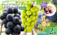 ぶどう  シャインマスカット ＆ ナガノパープル 2種類 詰め合わせ 葡萄 ブドウ 果物 フルーツ シャイン マスカット デザート おやつ 信州 セット お楽しみ 食べ比べ 2026年秋発送