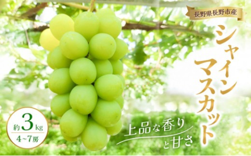 2026年産　長野県長野市産シャインマスカット 約3kg 4房～7房 シャイン マスカット 葡萄 ぶどう 果物 フルーツ 信州 2572721 - 長野県長野市