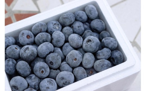 長野市産「森のサファイア」冷凍ブルーベリー（Lサイズ）500ｇスチロールパック 2572923 - 長野県長野市