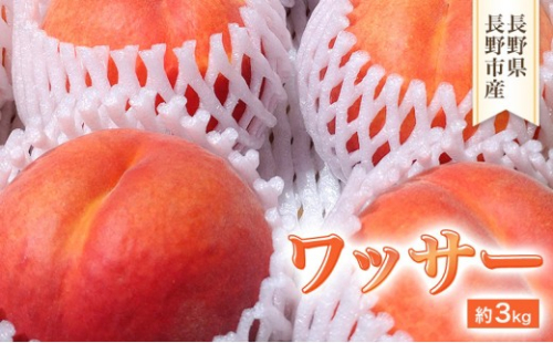 2026年発送　長野市産　ワッサー　約3kg 2573263 - 長野県長野市