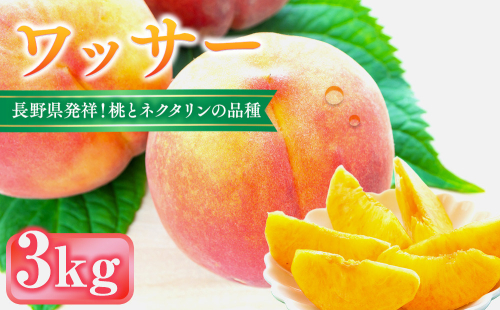 前島農家　ワッサー約3kg（9個～12個） |  桃 フルーツ 果物 旬 人気 おすすめ ギフト プレゼント 送料無料 長野県 長野市 信州 信濃 ふるさと納税 2573266 - 長野県長野市