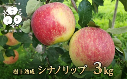 【8月中旬発送 先行予約】樹上熟成　シナノリップ 3kg 2573286 - 長野県長野市