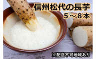 信州の長芋【調理しやすい食べきりサイズ】5～8本入り