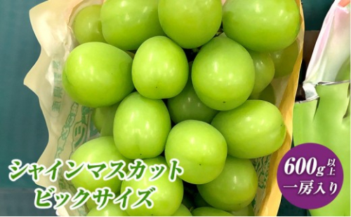 2026年産 ぶどう  長野市産 シャインマスカット ビックサイズ 一房入り 600g以上 葡萄 ブドウ 果物 フルーツ デザート おやつ 信州 大房 大粒 上品な香り 2573294 - 長野県長野市