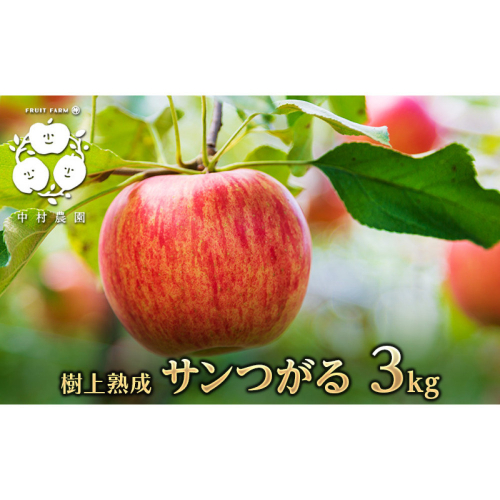 フルーツファーム中村農園　【8月下旬発送 先行予約】樹上熟成　サンつがる 3kg | りんご サンつがる 林檎 人気 おすすめ 果物 フルーツ 早生種 贈答用 ギフト 送料無料 長野県 長野市 信州 信濃 ふるさと納税 2573296 - 長野県長野市